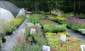 new-hampshire-gardent-center-for-sale-perennials